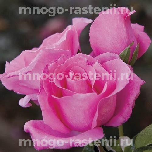 Саженцы Розы Европа (Rosa Evropa)