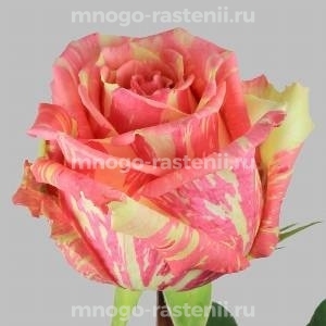 Роза Фиеста (Rosa Fiesta)