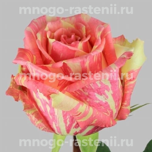 Саженцы Розы Фиеста (Rosa Fiesta)
