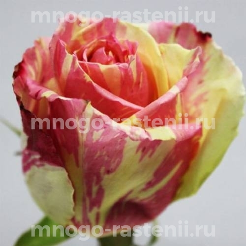 Саженцы Розы Фиеста (Rosa Fiesta)