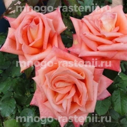 Саженцы Розы Фольклор (Rosa Folklore)