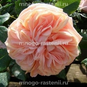 Роза Гарден оф Роуз (Rosa Garden of Roses)