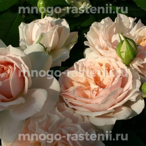 Саженцы Розы Гарден оф Роуз (Rosa Garden of Roses)
