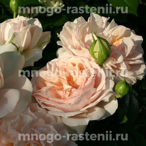 Саженцы Розы Гарден оф Роуз (Rosa Garden of Roses)