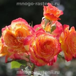 Роза Гартеншпасс (Rosa Gartenspass)