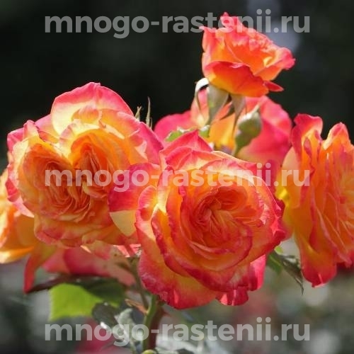 Саженцы Розы Гартеншпасс (Rosa Gartenspass)