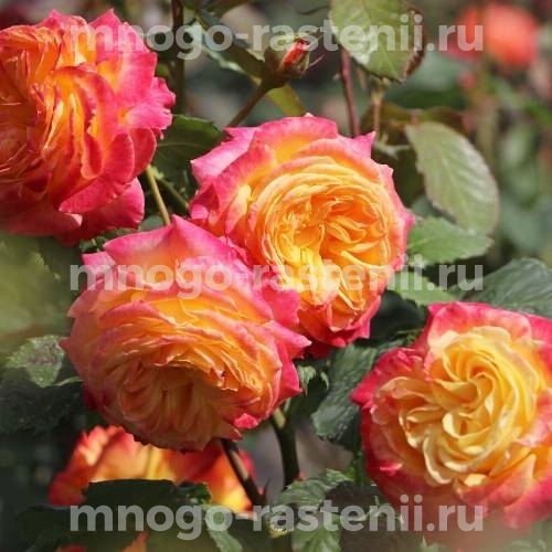 Саженцы Розы Гартеншпасс (Rosa Gartenspass)