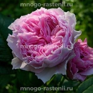 Роза Гартентрауме (Rosa Gartentraume)