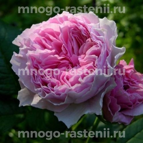 Саженцы Розы Гартентрауме (Rosa Gartentraume)
