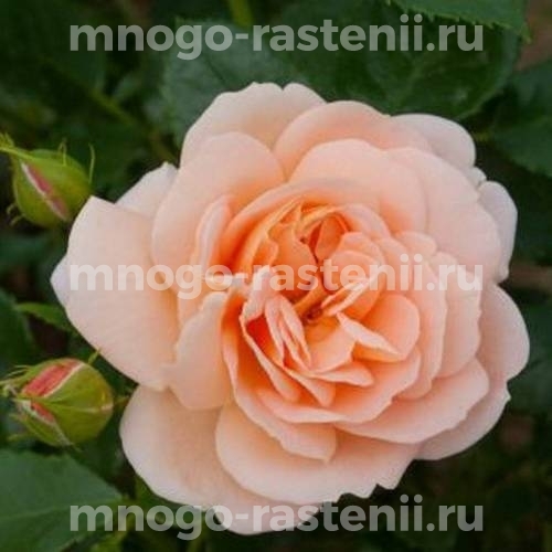 Саженцы Розы Гейша (Rosa Geisha)