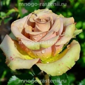 Роза Гипноз (Rosa Hypnose)