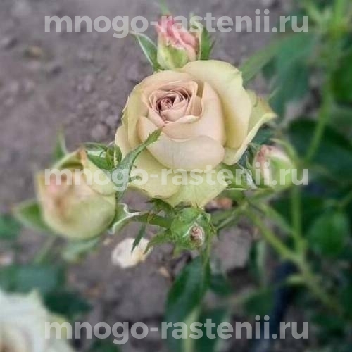 Саженцы Розы Гипноз (Rosa Hypnose)