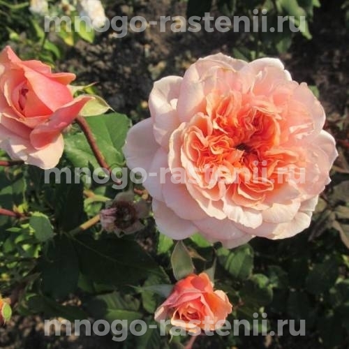 Саженцы Розы Голд Раш (Rosa Gold Rush)