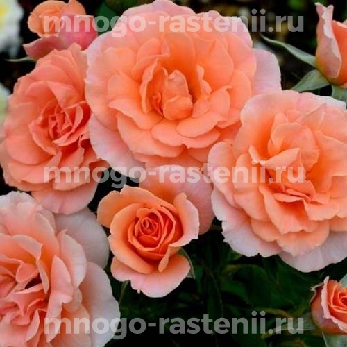 Саженцы Розы Голд Раш (Rosa Gold Rush)