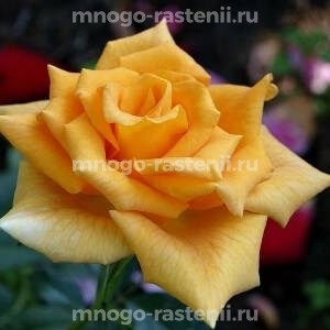 Роза Голден Моника (Rosa Golden Monica)