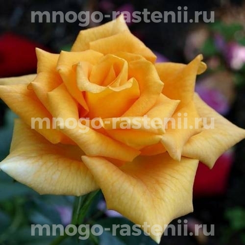 Саженцы Розы Голден Моника (Rosa Golden Monica)