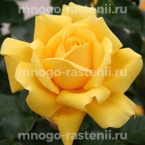 Саженцы Розы Голден Моника (Rosa Golden Monica)