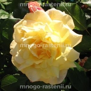 Роза Голден Парфюм (Rosa Golden Parfum)