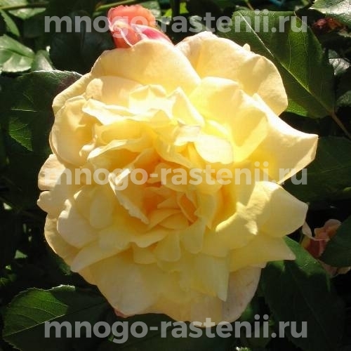Саженцы Розы Голден Парфюм (Rosa Golden Parfum)