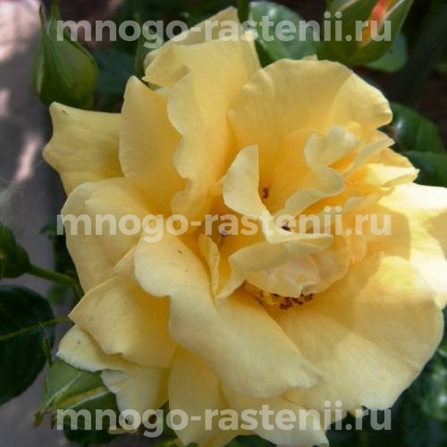 Саженцы Розы Голден Парфюм (Rosa Golden Parfum)