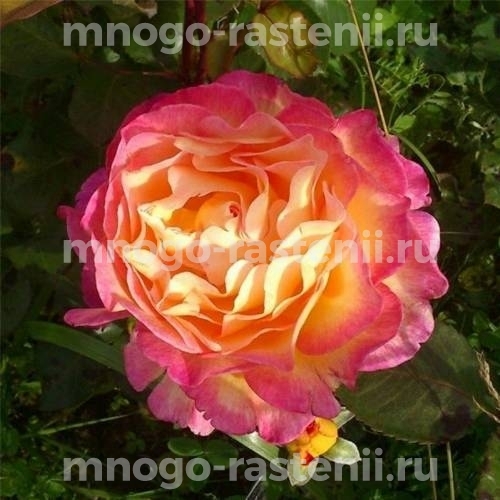 Саженцы Розы Горджес (Rosa Gorgeous)