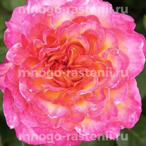 Саженцы Розы Горджес (Rosa Gorgeous)