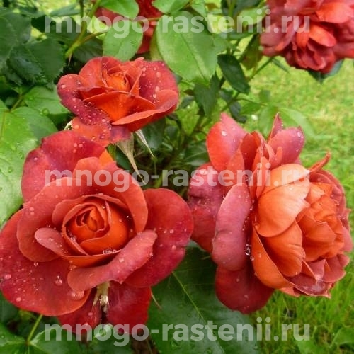 Саженцы Розы Горячий Шоколад (Rosa Choca Mocha)