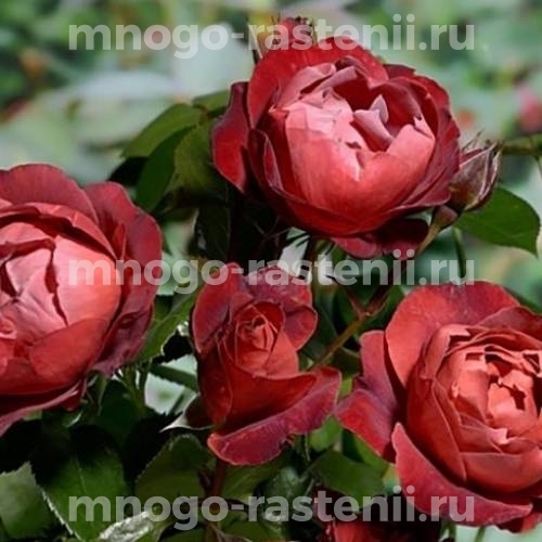 Саженцы Розы Горячий Шоколад (Rosa Choca Mocha)