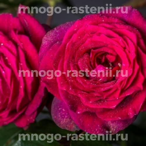 Саженцы Розы Графиня Диана (Rosa Grafin Diana)