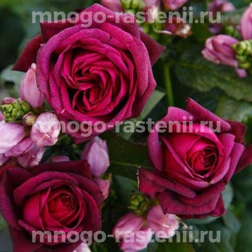Саженцы Розы Графиня Диана (Rosa Grafin Diana)