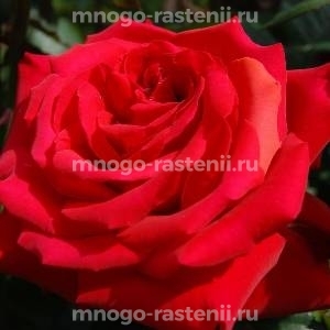 Роза Гранд Аморе (Rosa Grande Amore)