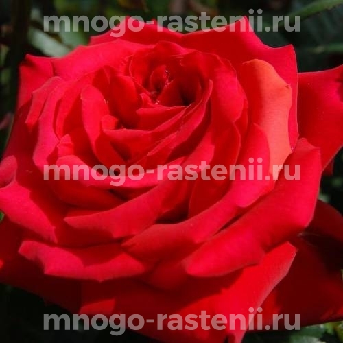Саженцы Розы Гранд Аморе (Rosa Grande Amore)