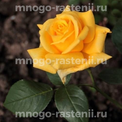 Саженцы Розы Конга (Rosa Konga)
