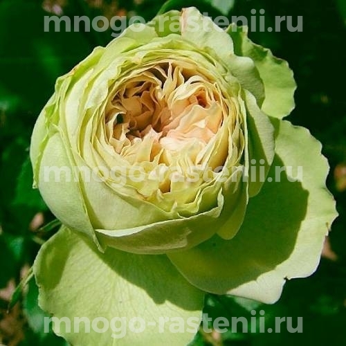 Саженцы Розы Лавли Грин (Rosa Lovely Green)