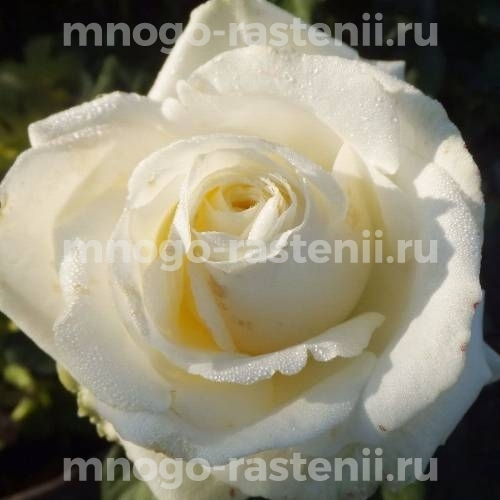 Саженцы Розы Маруся (Rosa Maroussia)
