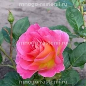Роза Пинк Парадайз (Rosa Pink Paradise)