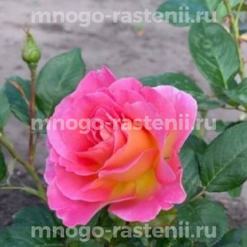 Саженцы Розы Пинк Парадайз (Rosa Pink Paradise)