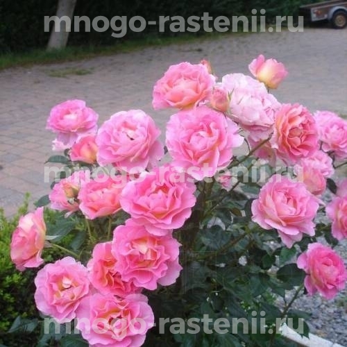 Саженцы Розы Пинк Парадайз (Rosa Pink Paradise)
