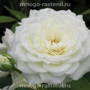 Роза штамбовая Алабастер (Rosa Alabaster)