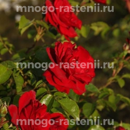 Роза штамбовая Амадеус (Rosa Amadeus)