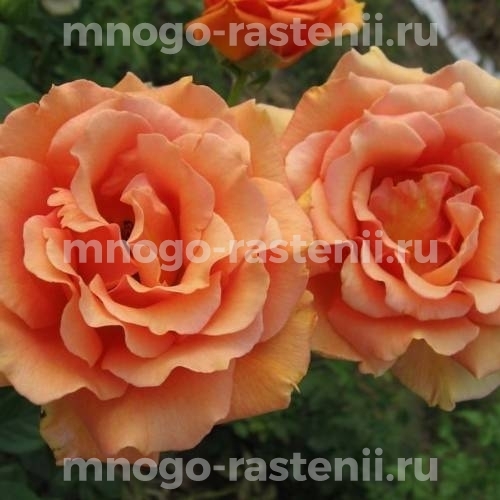 Роза штамбовая Ашрам (Rosa Ashram)
