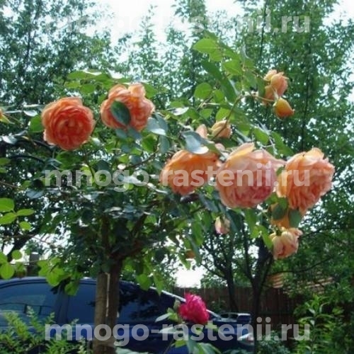 Роза штамбовая Ашрам (Rosa Ashram)