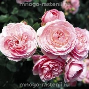 Роза штамбовая Байландо (Rosa Bailando)