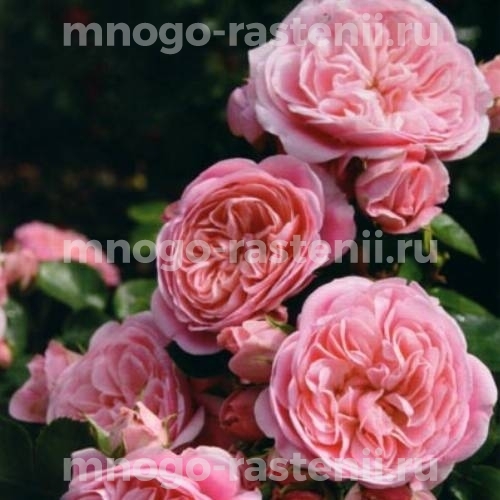 Роза штамбовая Байландо (Rosa Bailando)