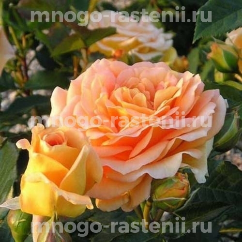 Роза штамбовая Бернштайн Роуз (Bernstein-Rose)