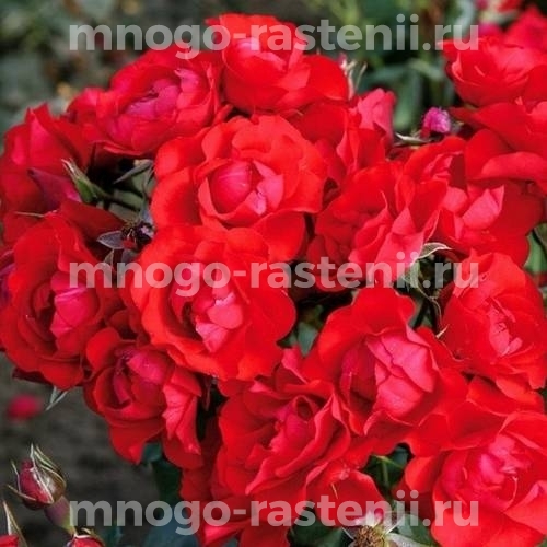 Роза штамбовая Блэк Форест Роуз (Rosa Black Forest Rose)