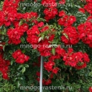 Роза штамбовая Блэк Форест Роуз (Rosa Black Forest Rose)
