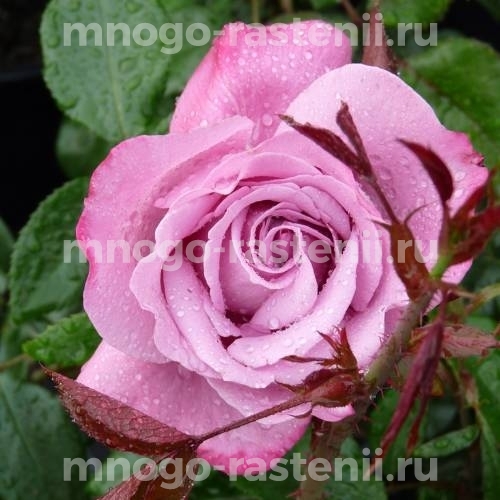 Роза штамбовая Блю Ривер (Rosa Blue River)
