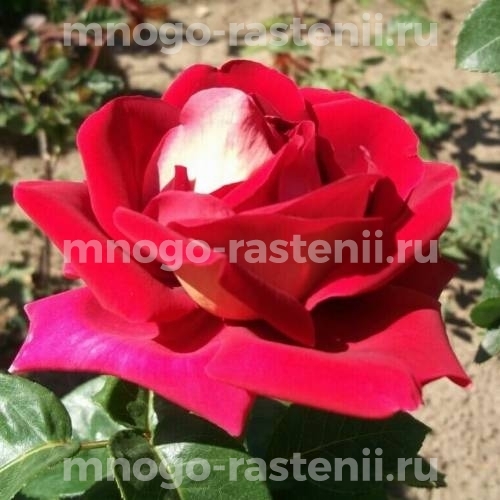 Роза штамбовая Большой Театр (Rosa Bolchoi)