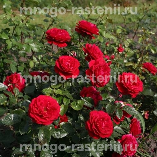 Роза штамбовая Бордо (Rosa Bordeaux)